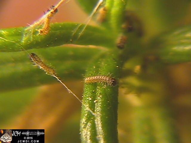 Chalcedon Checkerspot (Euphydryas chalcedona) newly-hatched larvae